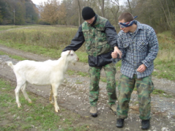 B�eza si chce pohladit kozu