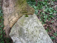 Strom zakousl� do n�hrobku na �idovsk�m kostele.